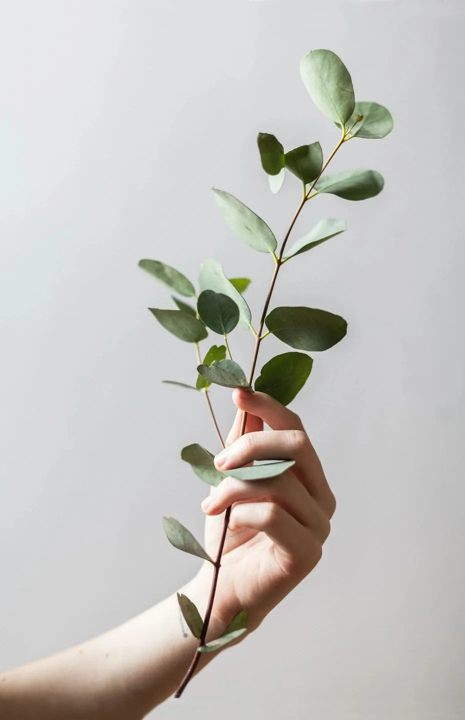 Hand holding a fresh eucalyptus sprig against a soft white background, evoking clean simplicity